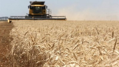 La fuerte suba del trigo tracciona a los otros cultivos, por Dante Romano