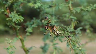 Acción conjunta en la lucha contra la plaga de langostas