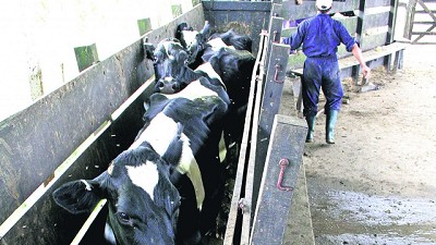 Productores intentan evitar tirar más leche ante conflicto gremial con empresa transportista