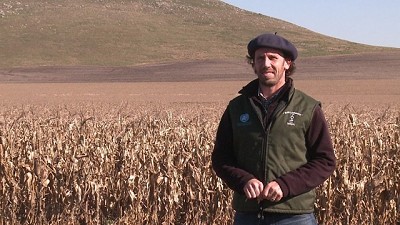 Maíces diseñados para convertirse en fiambres