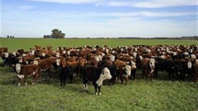 Genética bovina: lo que se viene en un punto clave del negocio ganadero, por Sergio Marcantonio