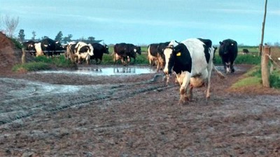 Volvió a llover en Rivadavia y se agrava la situación de los tambos