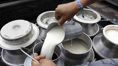 Unión Europea: 48.290 ganaderos redujeron su producción de leche en 1.120 millones de litros