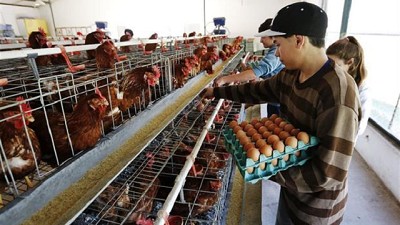 Ayacucho: la escuela que, con su producción avícola, abastece a un pueblo