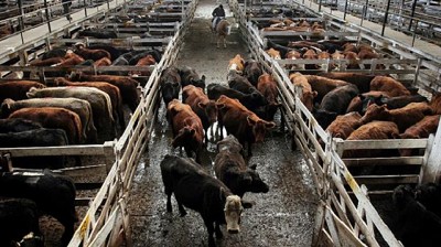 Ante otra oferta reducida, subió el valor de la hacienda en el Mercado de Liniers