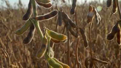 Leve suba para la soja en Chicago y estabilidad en el mercado local