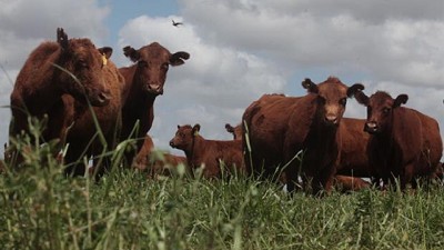Bien o mal: ¿cómo están los márgenes ganaderos?