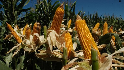 El maíz, con siembra a la carta