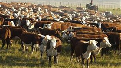 Registro ganadero: qué cambios incorporó la Afip, por Héctor Tristán