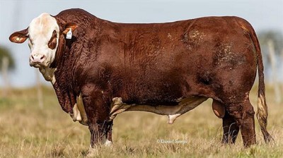 Pagaron $ 980.000 por un toro Braford en Corrientes