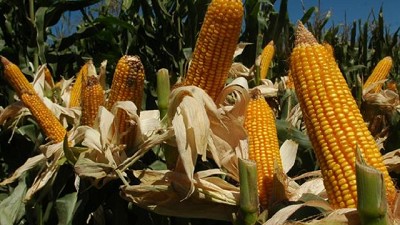 Ganar en superficie y en rendimientos con el maíz, por José Gandini