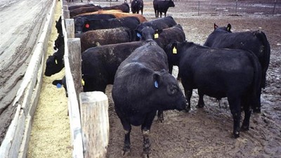 Suplementación: el poroto de soja se puede aprovechar en la dieta de engorde