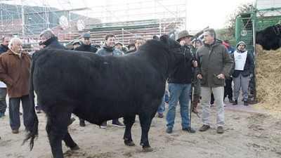 Don Pablo fue el primer animal en llegar a La Rural