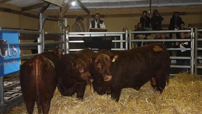 Pagaron hasta $ 52.000 por un toro Angus Puro Controlado