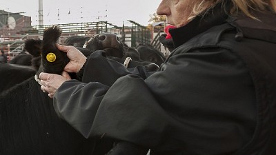 Control a más de 420 animales que ingresaron a la Expo Rural de Palermo
