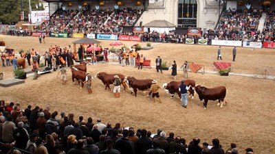 Braford, en la pista y con vino propio