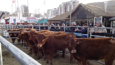 Limousin remató vaquillonas seleccionadas en el primer día de La Rural 