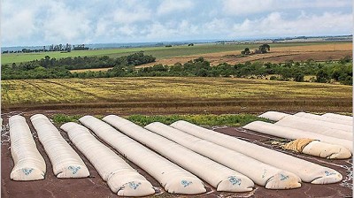 Recalculan la cosecha de soja: será 6,5% menor a la de la anterior campaña