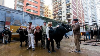 La ganadera de Palermo: la fórmula de las cabañas para sacar los Grandes Campeones