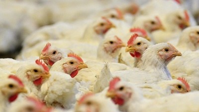 Crecen las exportaciones avícolas, 