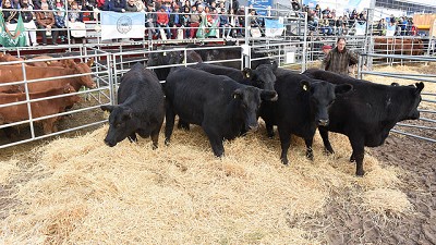 Muy buena oferta en el remate de vaquillonas puro controlado Angus