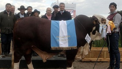 Palermo: la raza Braford abrió el show de los grandes campeones bovinos