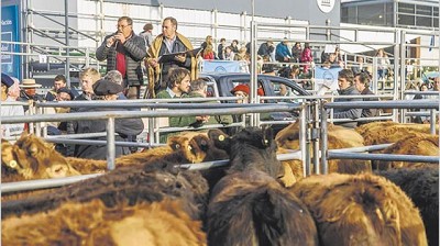 Rural: esperan remates con valores hasta 40% superiores a los del año pasado