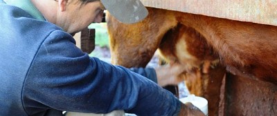 Impulsan diagnóstico para consolidar la lechería de Misiones