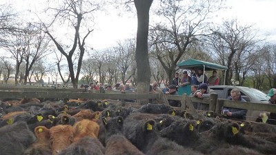 Remates: subas de más de $ 2 para los terneros