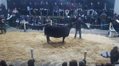 Vendieron en $ 112.000 una ternera Angus