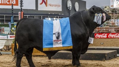 Con una gran calidad, Brangus eligió a sus grandes campeones