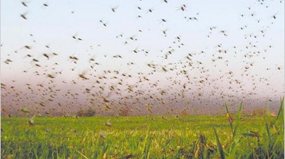 Advierten que la plaga de langostas podría incrementarse en los próximos meses
