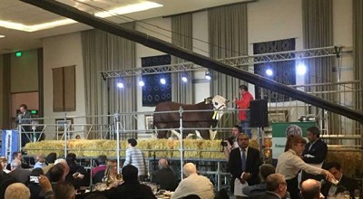 Buenos precios en la subasta de Braford