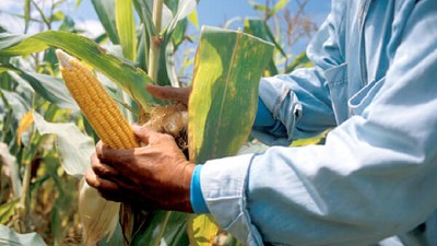 Cultivos Bt y el Manejo de Resistencia de Insectos en Brasil 