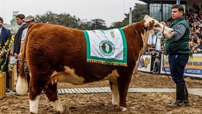 Las hembras Polled Hereford se destacaron en la pista de Palermo
