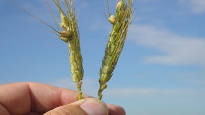 Por las heladas, 23% de los trigos en condición regular