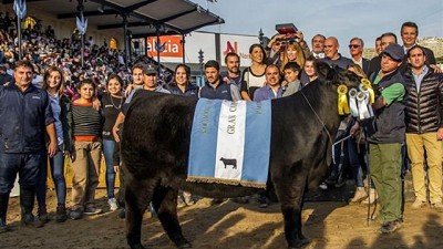 Otra jornada vibrante con los machos Hereford y las hembras Angus
