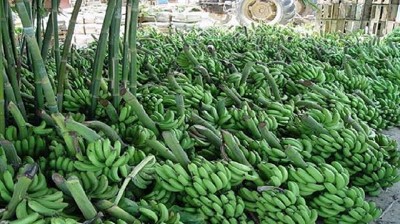 Regalarán 30 mil kilos de bananas en Plaza de Mayo como protesta