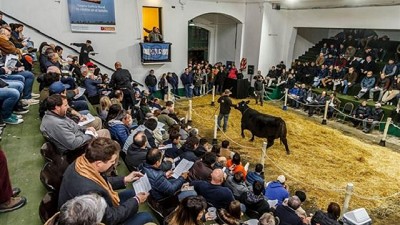 Remates: en la Rural los precios reflejaron el buen momento ganadero