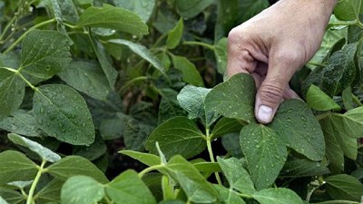 Cultivos con enfoque holístico