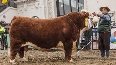 Exposición Rural 2017: Hereford se adueñó de la pista con magníficos ejemplares