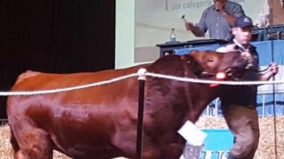 Palermo: los promedios de Angus aumentaron un 50%