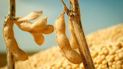 Soja 2017: análisis del rendimiento y de la calidad