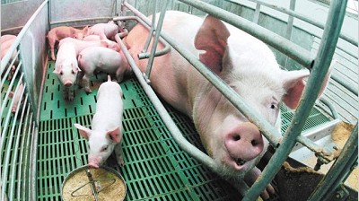 El consumo de carne de cerdo crecerá entre 6% y 8% en 2017