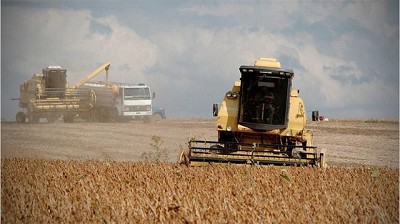 Por lluvias en EE.UU., la soja cerró julio en baja