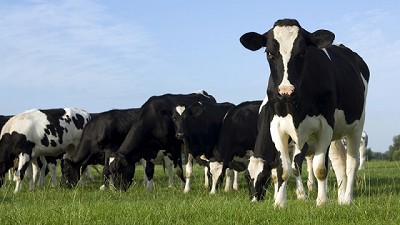 Informe lácteo de Julio de 2017