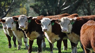 Aumentar 5 % el índice de destete para duplicar la exportación de carne