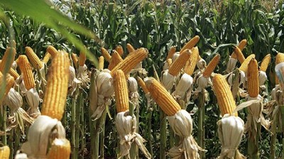 Para crecer más en maíz, el semillero Don Mario compra la firma Illinois