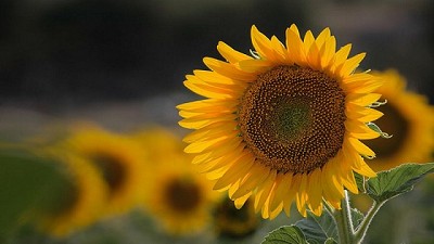 Sanidad vegetal, descubren nuevo virus que afecta al girasol
