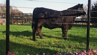Una hembra de la raza Brangus es el animal más caro de la ganadería